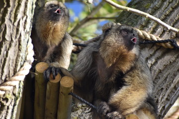 Funny howler monkeys at the zoo