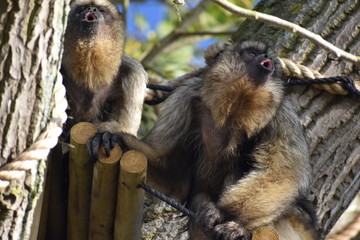 Funny howler monkeys at the zoo