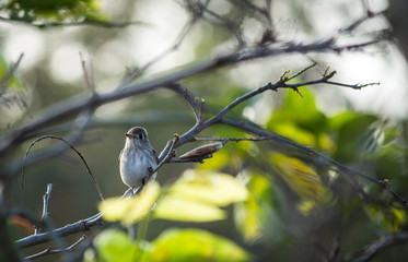 Portrait of a Bird