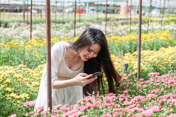 Portrait young beautiful asian woman taking photo by smartphone in chrysanthemum flower garden