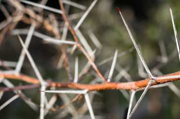 a branch of sharp and long thorns with dark background 