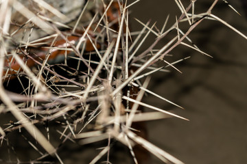 a branch of sharp and long thorns with dark background 