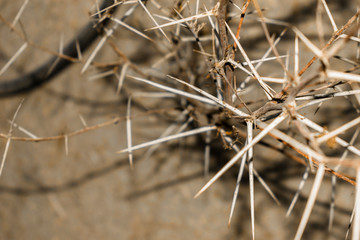 a branch of sharp and long thorns with dark background 