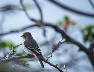 Portrait of a Bird