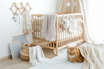 Beautiful ginger cat on a beige plaid on the background of a crib in a white room on a sunny day