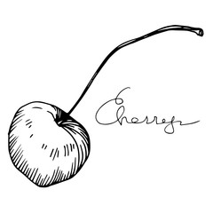 Vector Cherry healthy food. Black and white engraved ink art. Isolated berry illustration element.