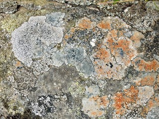 Multicoloured lichen on a rock surface