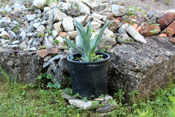 Agave monocot small perennial ornamental plant growing from plastic flower pot next to old concrete wall surrounded with uncut grass and rocks in local home garden on warm sunny summer day