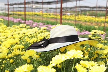 Beautiful straw hat on chrysanthemum flower field