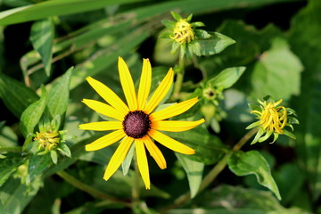 Black-eyed Susan or Rudbeckia hirta or Brown-eyed Susan or Brown betty or Gloriosa daisy or Golden Jerusalem or English bulls eye or Poor-land daisy or Yellow daisy or Yellow ox-eye daisy annual flowe