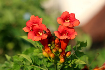 Bee flying over Trumpet vine or Campsis radicans or Trumpet creeper or Cow itch vine or Hummingbird vine flowering deciduous woody vine plant with closed orange to red flowers emerging from terminal c