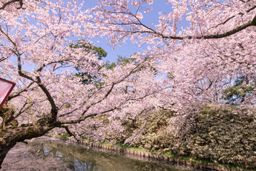満開の桜　弘前公園
