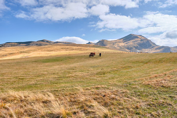 Horses graze on the autumn meadow