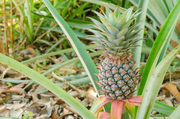 Pineapple Plant naturally growing.