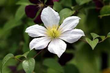 Clematis or Leather flower easy care perennial vine plant open blooming white flower with leathery petals and bright yellow center surrounded with green leaves and other plants growing in local home g