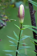 Obraz premium Closed Lily or Lilium dark red perennial flower bud waiting to open and bloom surrounded with dark green leaves and other plants in local home garden on warm sunny summer day