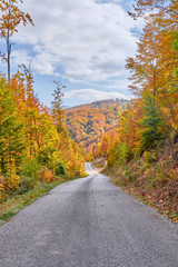Naklejka premium Road through the autumn orange forest