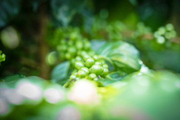 Coffee bean close-up view, Green Arabica seeds, Thailand