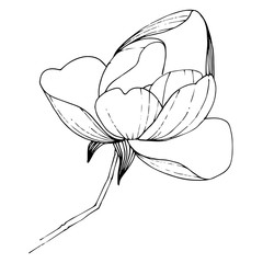 Vector magnolia floral botanical flower. Black and white engraved ink art. Isolated magnolia illustration element.