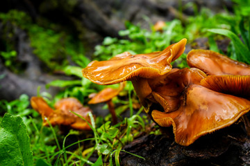wet mushrooms in the forest after the rain
