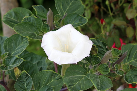 Datura or Devils trumpet or Moonflower or Jimsonweed or Devils weed or Hells bells or Thorn apple or Toloache or Tolguacha herbaceous poisonous leafy annual Vespertine flowering plant with large trump