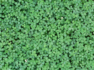 Wild green clover leaves background. Photo texture