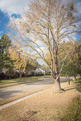Front yard of residential house in suburbs of Dallas with almost bare maple yellow fall leaves