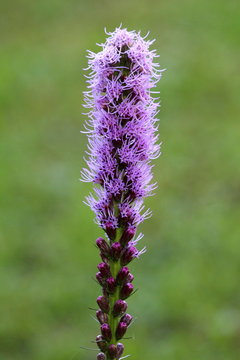Dense blazing star or Liatris spicata or Prairie gay feather herbaceous perennial flowering plant with single tall spike of purple flowers starting to open and bloom from top going down to small flowe