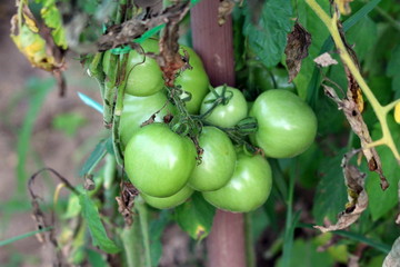 Densely growing from single plant bunch of small organic fresh green tomatoes planted in local home garden surrounded with green and brown leaves on warm sunny summer day