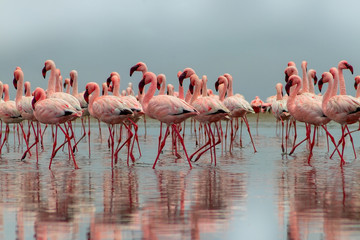 Obrazy na Szkle  Dzikie ptaki afrykańskie. Grupa afrykańskich ptaków czerwonych flamingów i ich odbicie na czystej wodzie. Zatoka Walvis, Namibia, Afryka