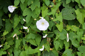 Field bindweed or Convolvulus arvensis or European bindweed or Creeping Jenny or Possession vine herbaceous perennial plant with open and closed white flowers surrounded with dense green leaves growin
