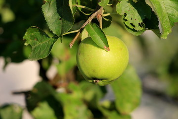 Fresh organic natural light green apple ready for picking surrounded with leaves planted in local home garden on warm sunny summer day