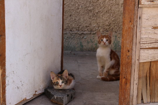 Katzen 2