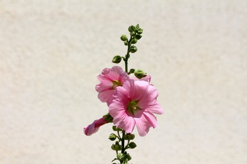Hollyhock or Alcea light pink flowers with white center surrounded with small closed flower buds and green leaves planted in local home garden on warm sunny summer day