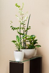 Decorative plants on a pedestal