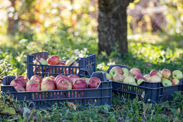 Apple harvest