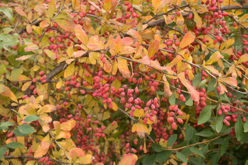 Reddish orange foliage and red berries of common barberry in autumn