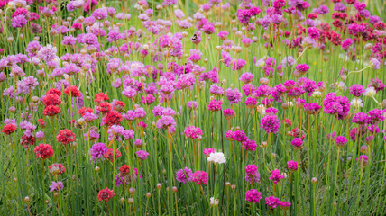 Naklejka premium Colourful Flowers