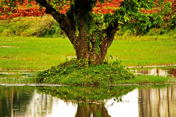 Fototapeta na wymiar A old tree in the middle of calm water with green leaf