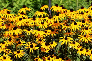 Layers of densely planted Black-eyed Susan or Rudbeckia hirta or Brown-eyed Susan or Brown betty or Gloriosa daisy or Golden Jerusalem or English bulls eye or Poor-land daisy or Yellow daisy or Yellow