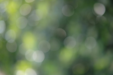 Obraz premium green bokeh abstract background