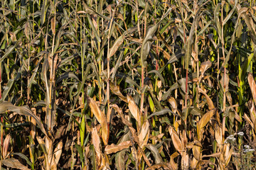 autumn ripe corn
