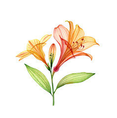 Watercolor Lily branch with flowers and buds. Colourful tropical plant isolated on white. Transparent floral illustration for wedding design, cosmetics, advertising