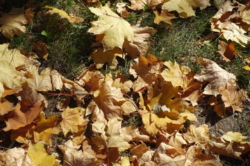 Brown and yellow fallen leaves of maple in the grass from above