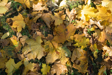 Colorful fallen leaves of maple on green grass from above