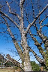 Fototapeta premium まがっとの欅