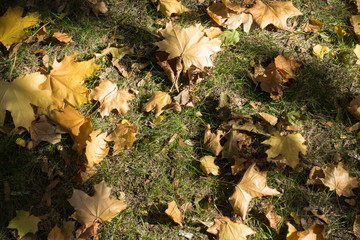 Dry fallen leaves of maple on the grass from above