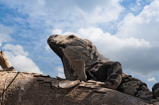 Close up shoot of a Garrobo Iguana on a tree branch near the ruins of Tulum Mexico