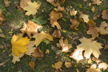 Maple leaves on the grass from above in mid October