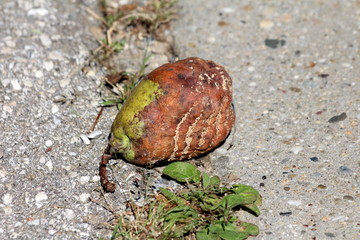 Partially rotten fully ripe home grown organic pear fallen from tree on stone tiles in local home garden surrounded with small grass and stone on warm sunny summer day